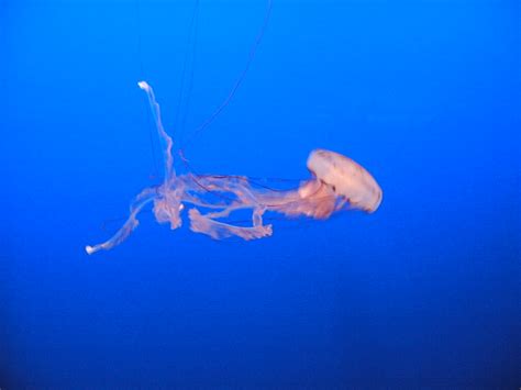 Jellyfish Geek Nurse Flickr