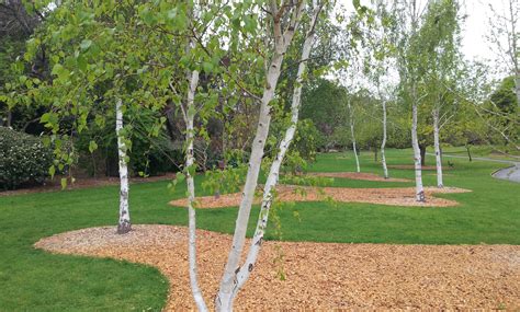 Check spelling or type a new query. Betula Pendula Silver Birch Tree, Delv from July/August ...