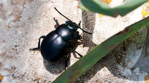 How To Get Rid Of Black Beetle Black Beetle Control And Treatment