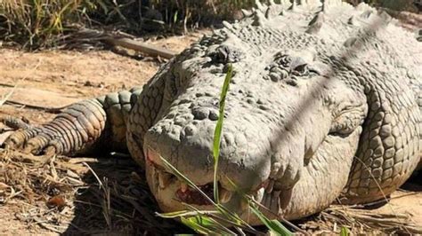 Crocodilo de 1 tonelada e quase 6m morre aos 90 anos na Austrália