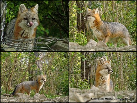 Photography By Ginny Gray Foxes The Male And Female May 10 2011