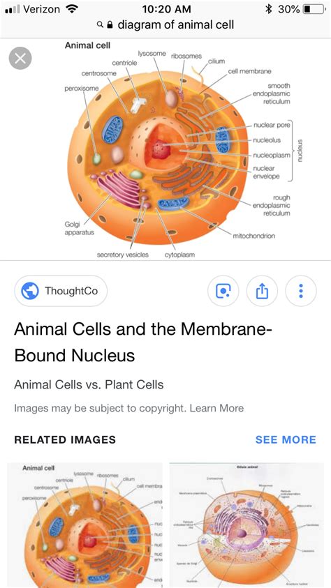The membrane is considered as the separator between the inside area of the cells and the outer surrounding. Pin on Grammar school info
