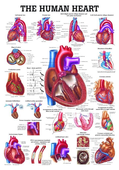 Human Heart Poster Clinical Charts And Supplies