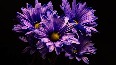 2560x1440 Violet Chrysanthemum Flower Wallpaper 1440x2560 Wallpaper