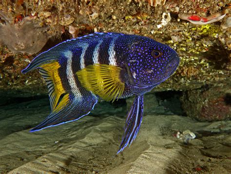 Marine Biologists Stunned To See The Rare Blue Devil Fish At A Bigger