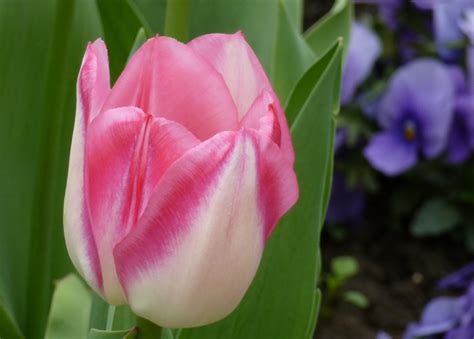 Wenn du niedrige tulpen haen willst, musst du niedrige sorten pflanzen. Garten-Tulpe (Tulipa gesneriana)
