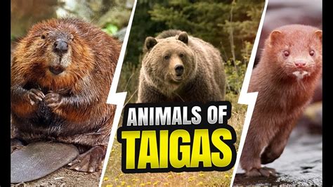 Amazing Animals Of The Taiga Biomes Youtube