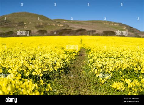 Field Mustard Flower Hi Res Stock Photography And Images Alamy