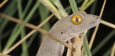 Hundreds Of Australian Lizard Species Are Barely Known To Science Many