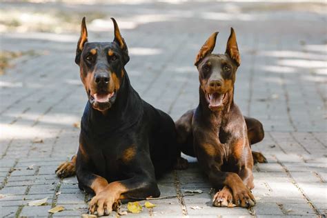 European Vs American Doberman Know The Difference
