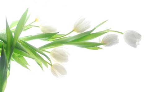 People interested in flowers on white background also searched for. White Flowers Wallpapers Images Photos Pictures Backgrounds