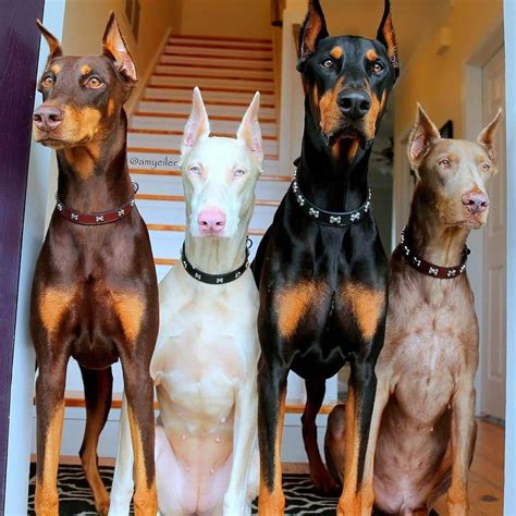 14 Interesting Facts About Doberman Pinschers Page 3 Of 5 The Dogman