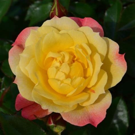 bella rosa rose gelb 1 2m x 1 2m lens roses 1997 rosa bella rosa online bestellen