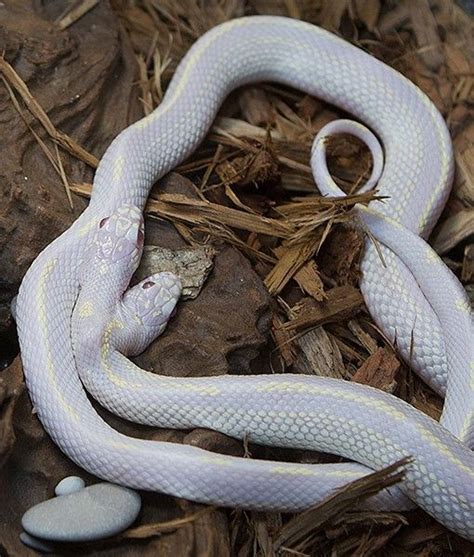 At The Moscow Zoo In Russia A Rare Two Headed California King Snake Is