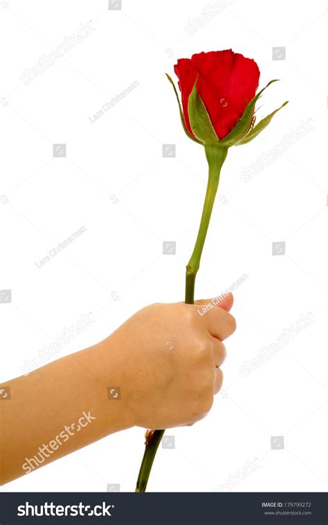 Child Holding Rose Flower Hand On Stock Photo 179799272 Shutterstock