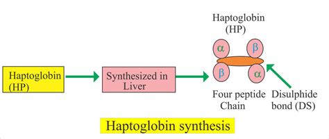 Haptoglobin Function Levels Test And Causes Of Low Or High Haptoglobin