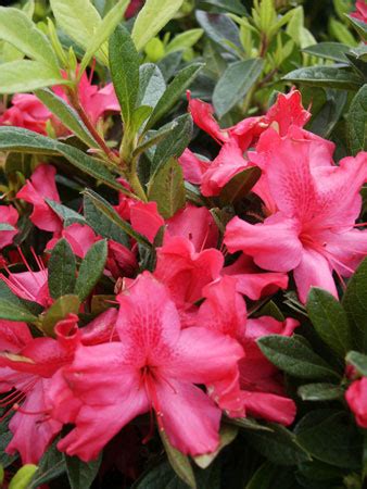 6a with a temperature range of: Encore Azalea Rhododendron Autumn Sundance | Stone Brothers