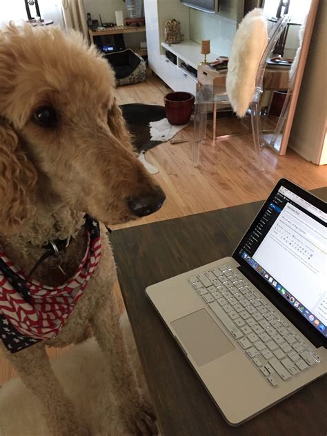 Why oh why…A Dog’s Opinion – Tails Around the Ranch