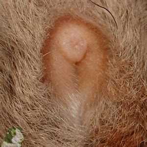 Haustiere wann sind meerschweinchen geschlechtsreif? Meerschweinchen Geschlecht erkennen & Geschlechtsreife ...