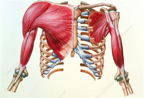 Get Chest Muscle Anatomy Diagram  Altravoceilblog