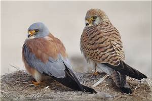 Lesser Kestrel And Female العويسق ترمبة و شرياص Flickr
