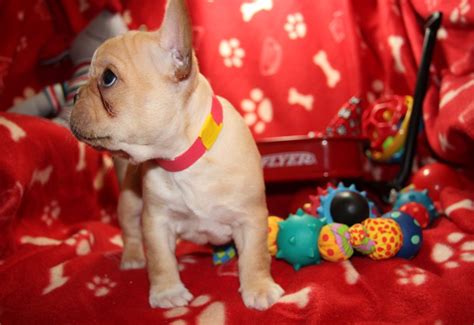 Gorgeous French Bulldog Puppies For Rehome