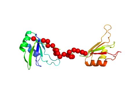 Sasddy4 Protein Sex Lethal Mutant With 10gs Linker Free Download