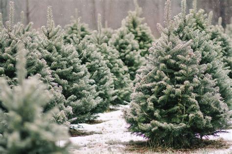 This plant comes from the mountains of you'll need to have a bit of patience while your christmas cactus roots. Shopper's Diary: A Christmas Tree Farm in Maine - Gardenista