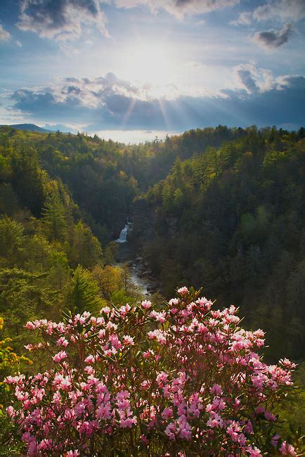 Carolina Rhododendron In Bloom At Linville Falls Blue Ridge Parkway