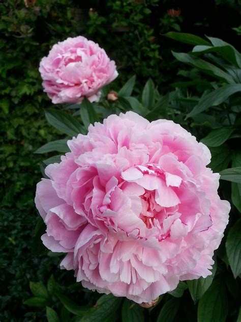 Download Free Photo Of Peony Pink Bloom Flower Lush From