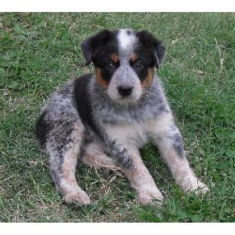 This is molly aka molly magoo. J A T Texas Heelers, Australian Cattle Dog Breeder in ...