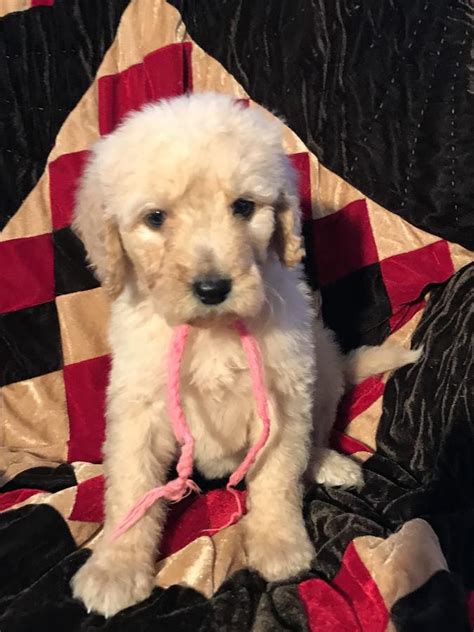 A couple of the cool things about labradoodles is they are friendly and don't mind kids or other. Labradoodle Puppies For Sale | Phoenix, AZ #296221