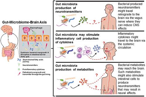 Frontiers Gut Dysbiosis In Animals Due To Environmental Chemical