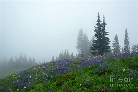 Misty Morning Meadow Photograph By Michael Dawson Fine Art America