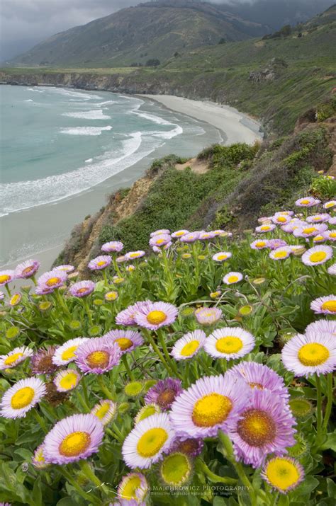 Wildflowers Big Sur California Alan Majchrowicz Photography