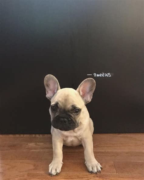 Jordans Growth Chart French Bulldog Puppy At 9 Weeks Old