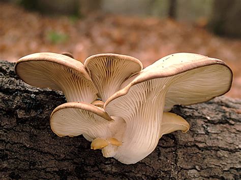 Mushrooms Are Good For You, But Are They Medicine? | Health News Florida