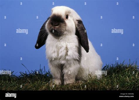 Lop Eared Dwarf Rabbit Stock Photo Alamy