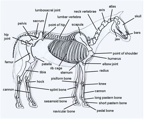 Most steroid users are not athletes. Diagrams of the Horse - The Horse Life