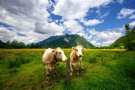 Idyllic Landscape In The Alps With Cows Grazing In Fresh Green Meadows