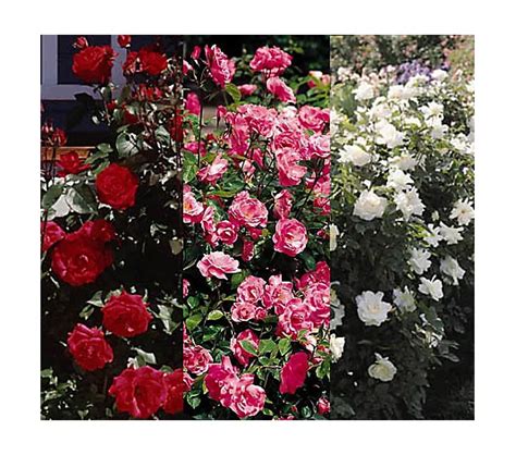 Jacksonandperkins Set Of 7 Simplicity Hedge Roses