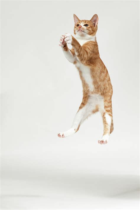 Jumping Kitten By Akimasa Harada