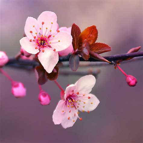 Japanese Cherry Blossom Fragrance Oil Candlescience