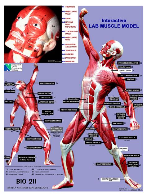 Muscular System Identification Quiz