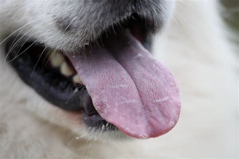 White Bump On Dogs Tongue
