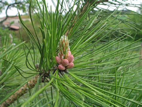 Pinus Tabuliformis Pépinière Villeroy