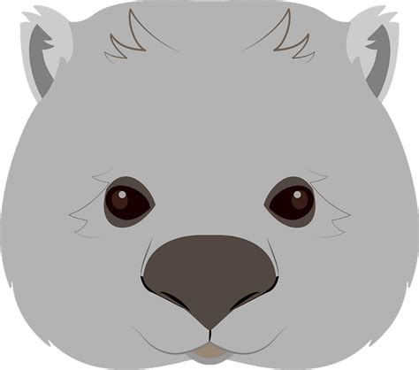 Kids Discovery Wombat Face Painting Free Download Clip Art Png