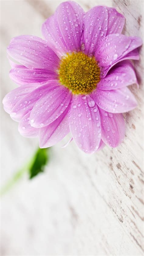 Flower Wallpapers For Mobile Phones With 1440x2560 And 5