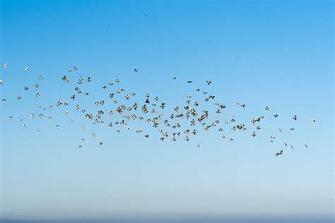 Flock Of Birds On A Blue Sky Stock Photo Image Of Nice Simply 103689812