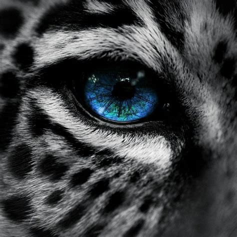 Leopard With Blue Eyes Snow Leopard Blue Eye Ipad